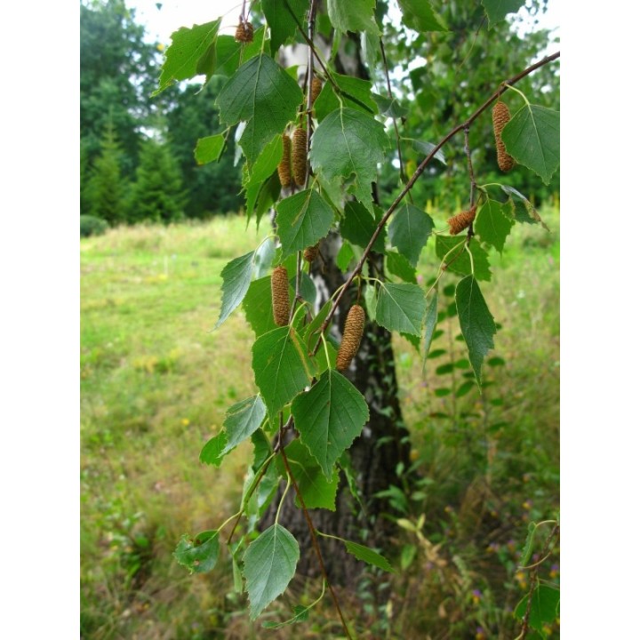 Brzoza brodawkowata (Betula pendula) — zdrowe sadzonki 16–20 cm, goły korzeń, mrozoodporna