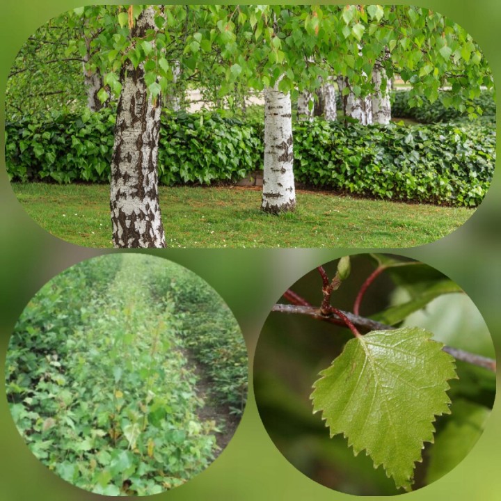 Brzoza brodawkowata (Betula pendula) — zdrowe sadzonki 16–20 cm, goły korzeń, mrozoodporna