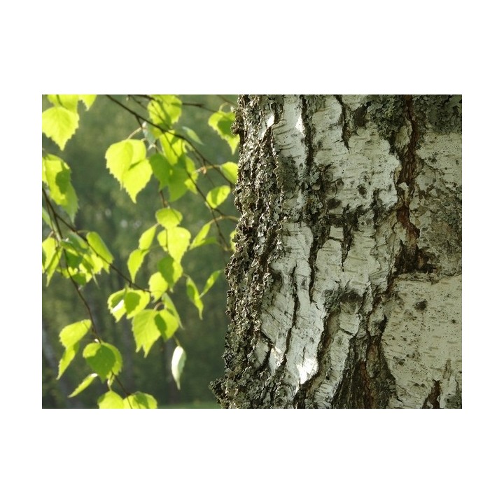 Brzoza brodawkowata (Betula pendula) — zdrowe sadzonki 16–20 cm, goły korzeń, mrozoodporna