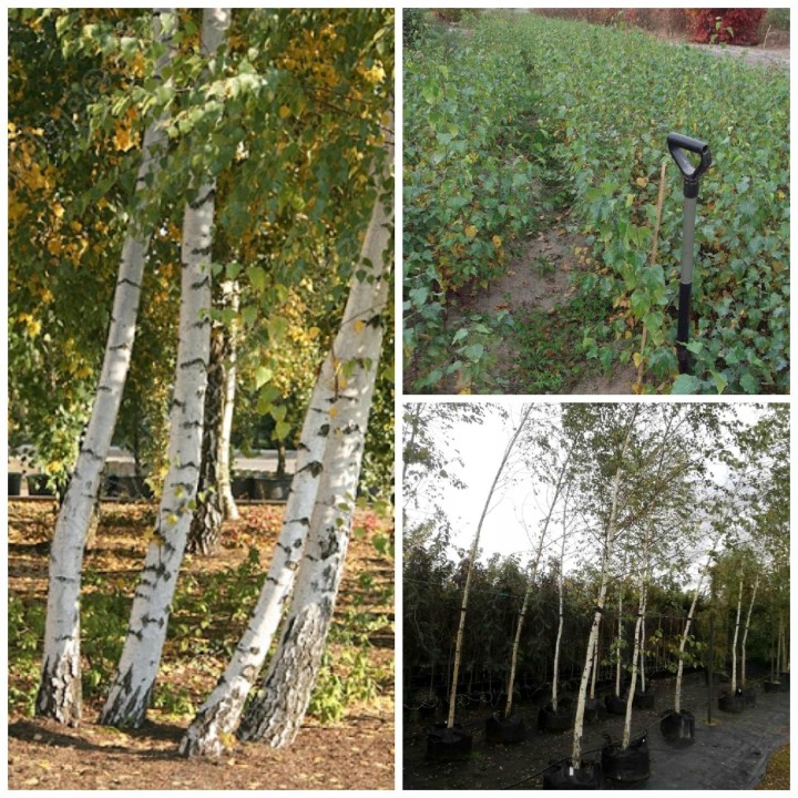 Brzoza brodawkowata (Betula pendula) — zdrowe sadzonki 16–20 cm, goły korzeń, mrozoodporna