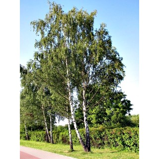 Brzoza brodawkowata 100 szt. – sadzonki 30-50 cm (goły korzeń) idealne na zalesienia