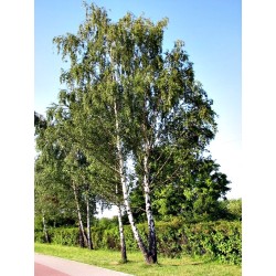 Brzoza brodawkowata (Betula pendula) sadzonki wys. 30-50 cm - 100 szt.