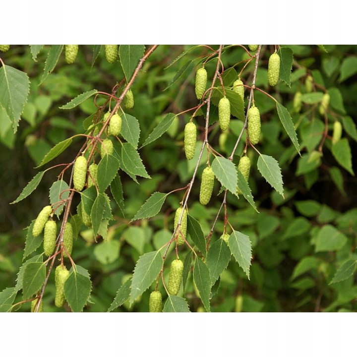 Brzoza brodawkowata (Betula pendula) — zdrowe sadzonki 16–20 cm, goły korzeń, mrozoodporna