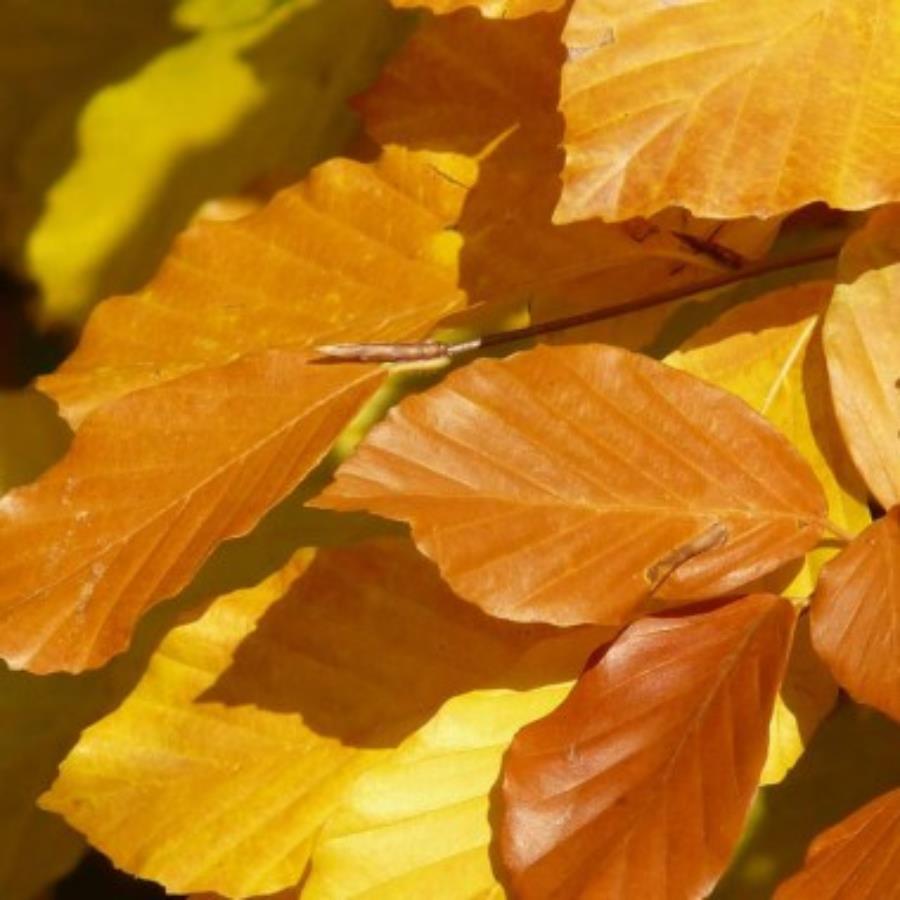 Buk zwyczajny piękny na szpalery żywopłot obwód pnia...