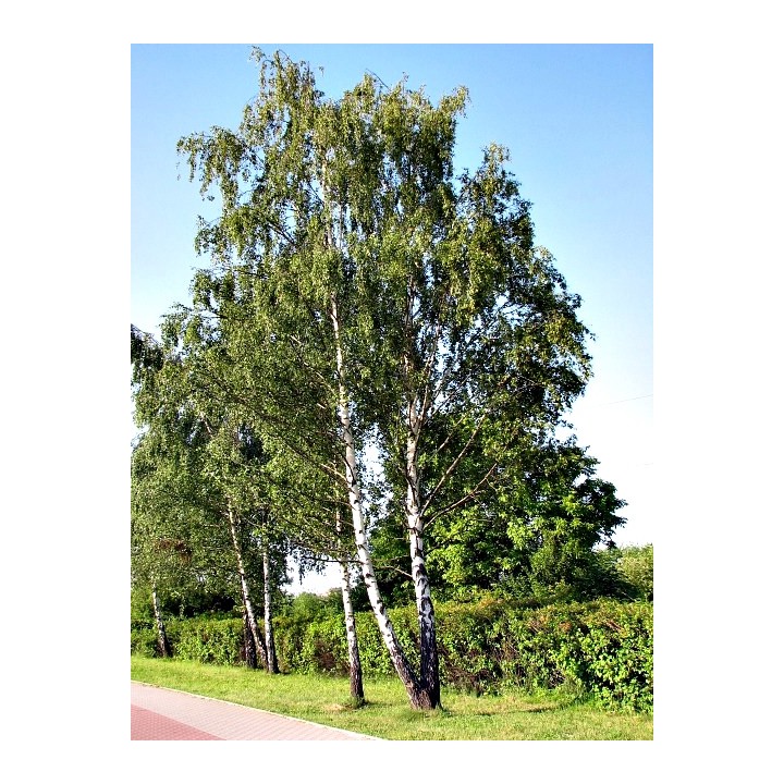 Brzoza brodawkowata (Betula pendula) — zdrowe sadzonki 16–20 cm, goły korzeń, mrozoodporna