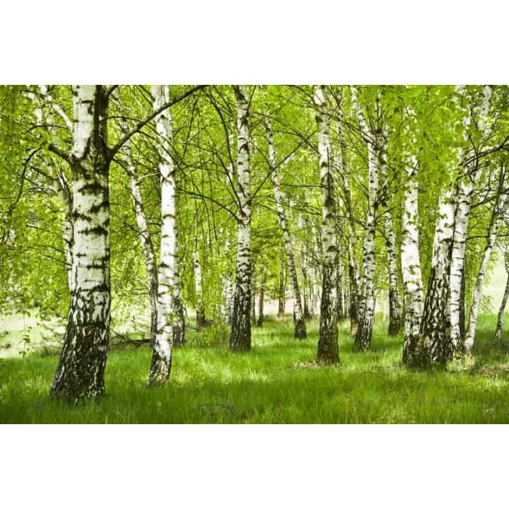 Brzoza brodawkowata Betula pendula 16-20 cm sadzonka - SadzonkiDrzew.pl