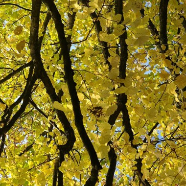 Lipa szerokolistna miododajna mrozoodporna obwód...