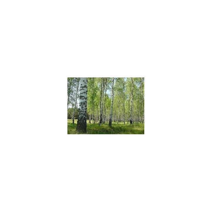 Brzoza brodawkowata Betula pendula 16-20 cm sadzonka - SadzonkiDrzew.pl