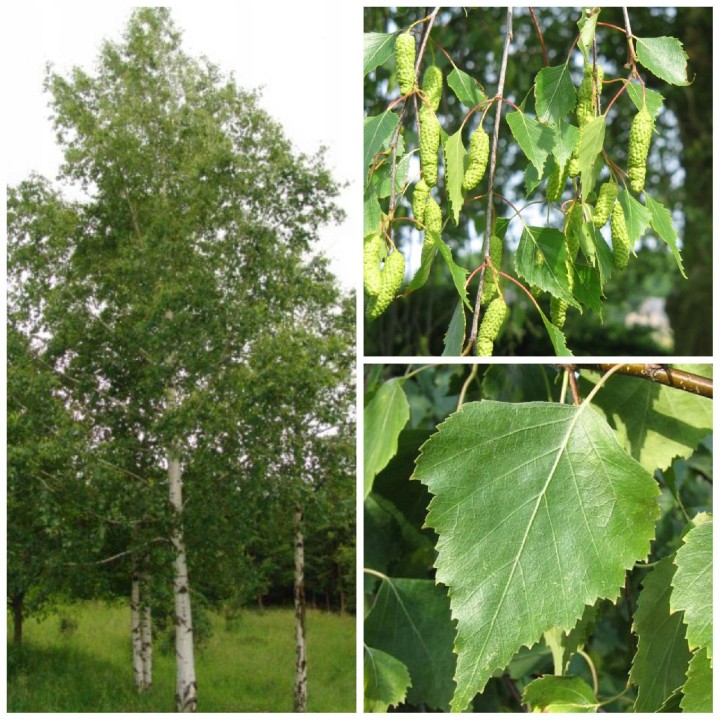 Brzoza brodawkowata 100 szt. – sadzonki 30-50 cm (goły korzeń) idealne na zalesienia