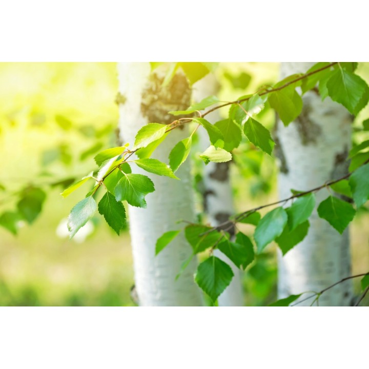 Brzoza brodawkowata (Betula pendula) — zdrowe sadzonki 16–20 cm, goły korzeń, mrozoodporna
