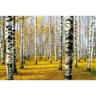 Brzoza brodawkowata Betula pendula 200–300 cm | Pnąca, obwód pnia 14–16 cm | 1 szt.