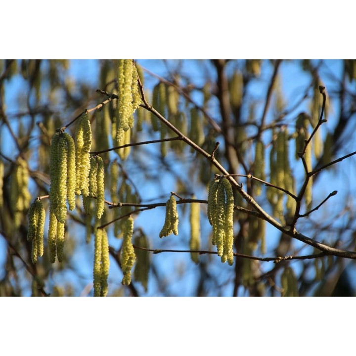 Brzoza brodawkowata Betula pendula 200–300 cm | Pnąca, obwód pnia 14–16 cm | 1 szt.