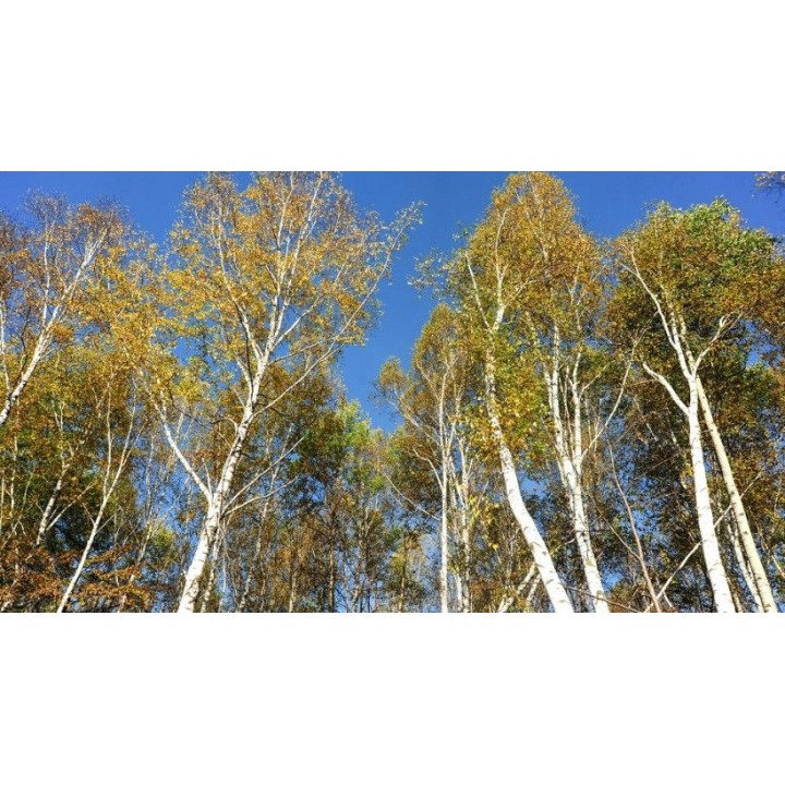 Brzoza brodawkowata 100 szt. – sadzonki 30-50 cm (goły korzeń) idealne na zalesienia