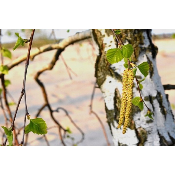 Brzoza brodawkowata 100 szt. – sadzonki 30-50 cm (goły korzeń) idealne na zalesienia