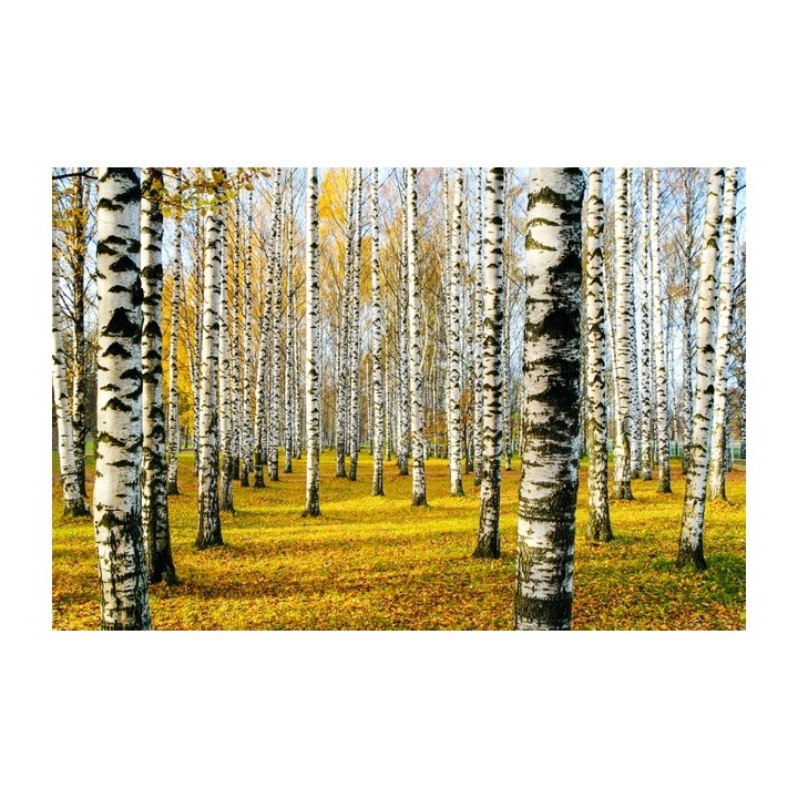 Okazała Brzoza Brodawkowata (Betula pendula) 200–300 cm | Obwód pnia 14–16 cm | 1 szt.