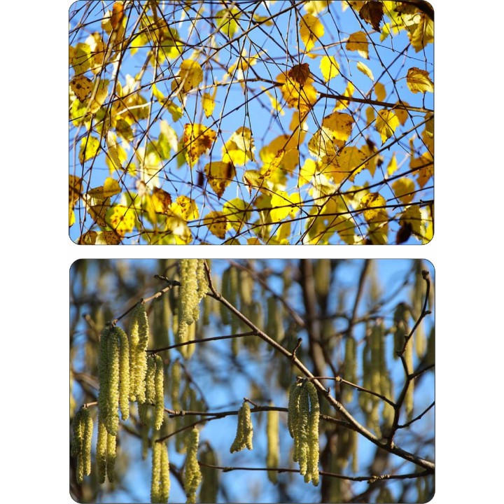 Okazała Brzoza Brodawkowata (Betula pendula) 200–300 cm | Obwód pnia 14–16 cm | 1 szt.