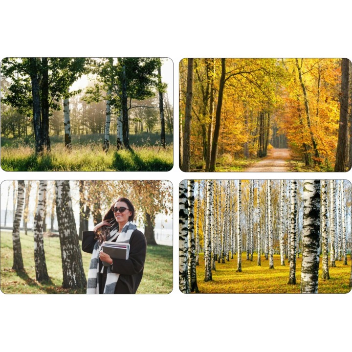 Okazała Brzoza Brodawkowata (Betula pendula) 200–300 cm | Obwód pnia 14–16 cm | 1 szt.