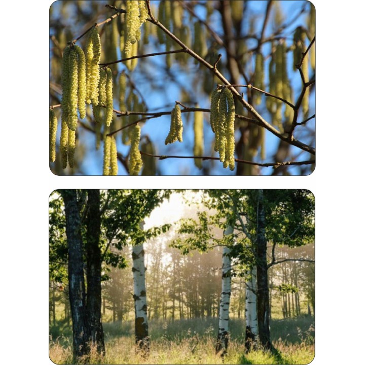 Okazała Brzoza Brodawkowata (Betula pendula) 200–300 cm | Obwód pnia 14–16 cm | 1 szt.