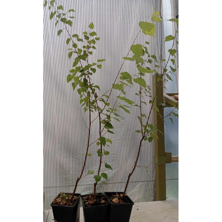 Brzoza Doorenbos 60–80 cm w doniczce C2 – elegancka biała kora, idealna do ogrodu