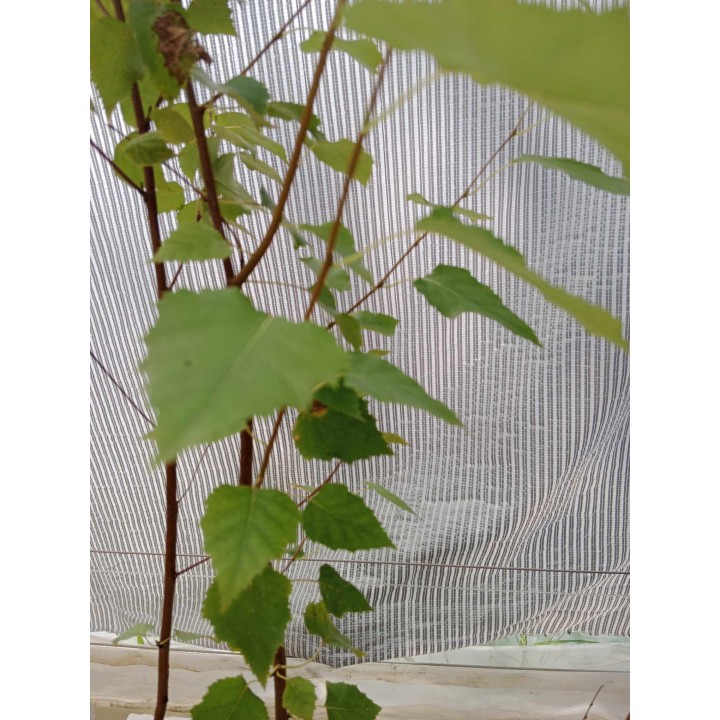 Brzoza Doorenbos 60–80 cm w doniczce C2 – elegancka biała kora, idealna do ogrodu