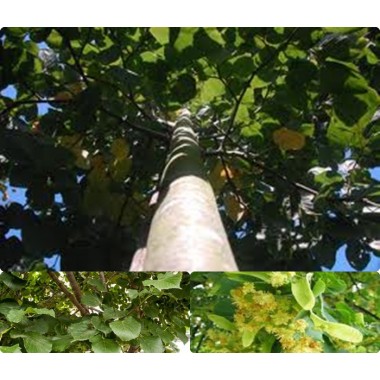 Lipa szerokolistna miododajna mrozoodporna obwód...