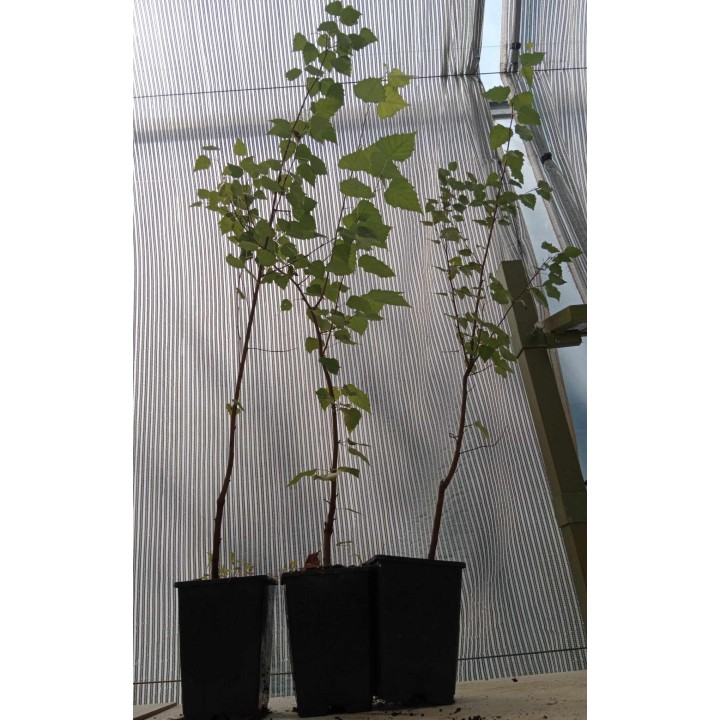 Brzoza Doorenbos 60–80 cm w doniczce C2 – elegancka biała kora, idealna do ogrodu