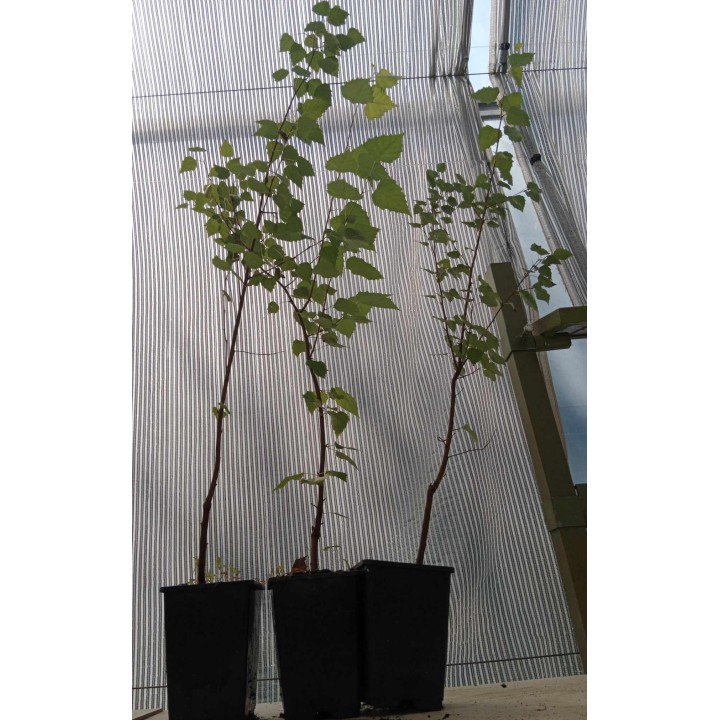 Brzoza Doorenbos 60–80 cm w doniczce C2 – elegancka biała kora, idealna do ogrodu