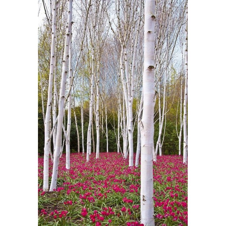 Brzoza pożyteczna 'Doorenbos' 70–100 cm C2 – śnieżnobiała kora, idealna do ogrodu