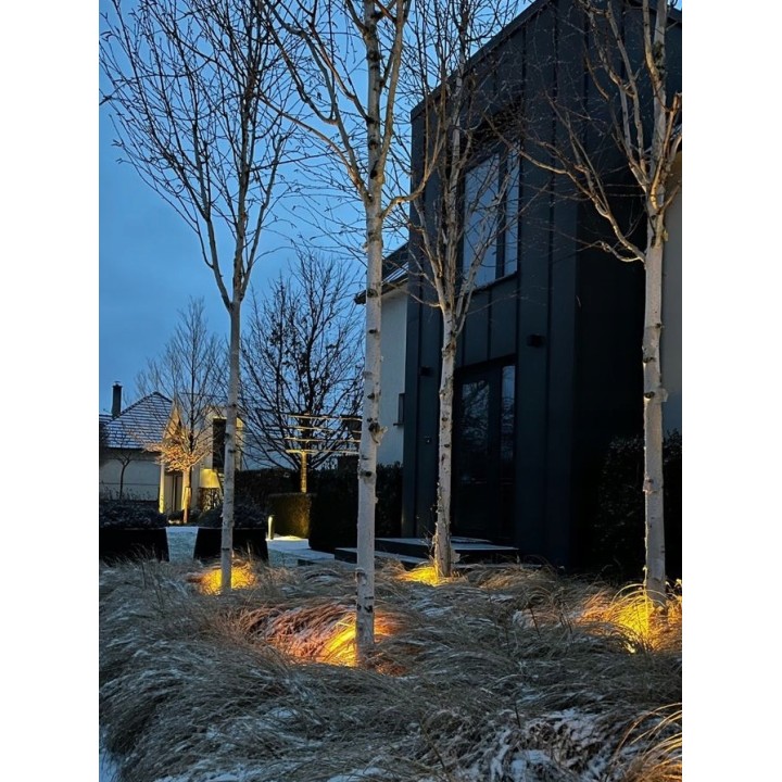 Brzoza pożyteczna 'Doorenbos' 70–100 cm C2 – śnieżnobiała kora, idealna do ogrodu