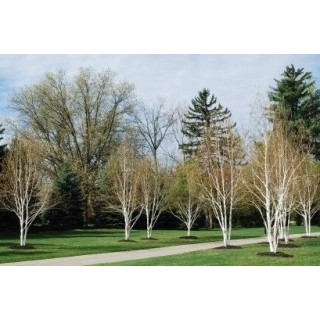 Brzoza pożyteczna 'Doorenbos' — Śnieżnobiały pień, sadzonka 70–100 cm (doniczka C2)