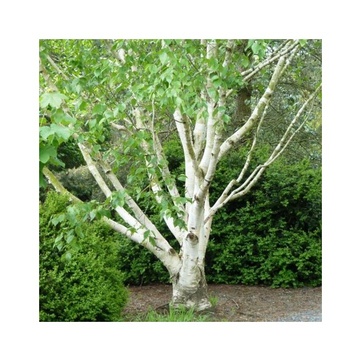 Brzoza pożyteczna 'Doorenbos' — Śnieżnobiały pień, sadzonka 70–100 cm (doniczka C2)