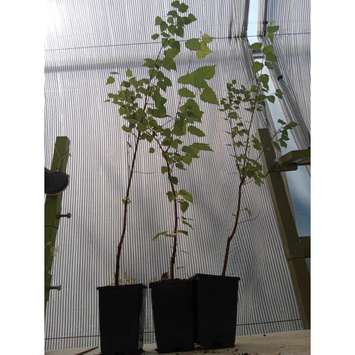 Brzoza pożyteczna 'Doorenbos' — Śnieżnobiały pień, sadzonka 70–100 cm (doniczka C2)