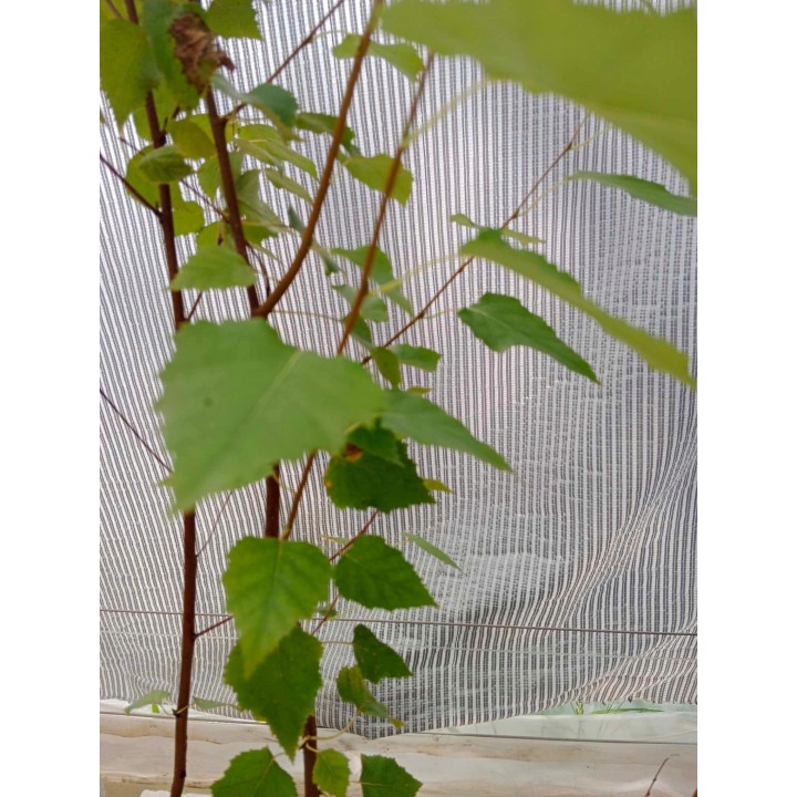 Brzoza pożyteczna 'Doorenbos' — Śnieżnobiały pień, sadzonka 70–100 cm (doniczka C2)