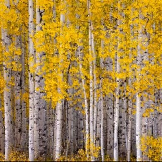 Brzoza brodawkowata (Betula pendula) 16–20 cm | Drzewo 300–400 cm — Sadzonka Premium