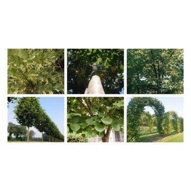 Lipa szerokolistna miododajna mrozoodporna obwód...