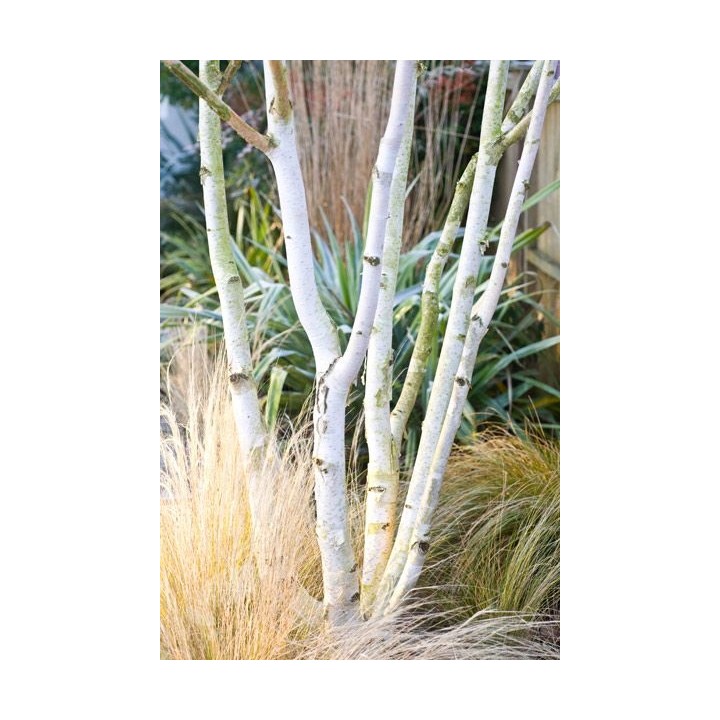 Brzoza pożyteczna 'Doorenbos' — Śnieżnobiały pień, sadzonka 70–100 cm (doniczka C2)