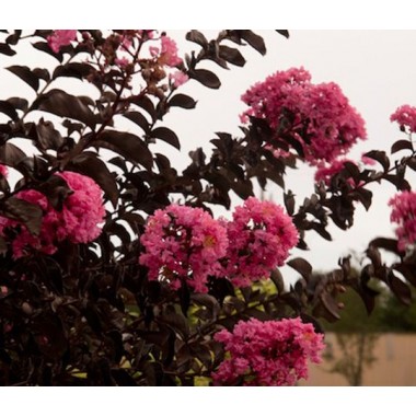 Lagerstroemia Black Diamond - MYSTIC MAGENTA...