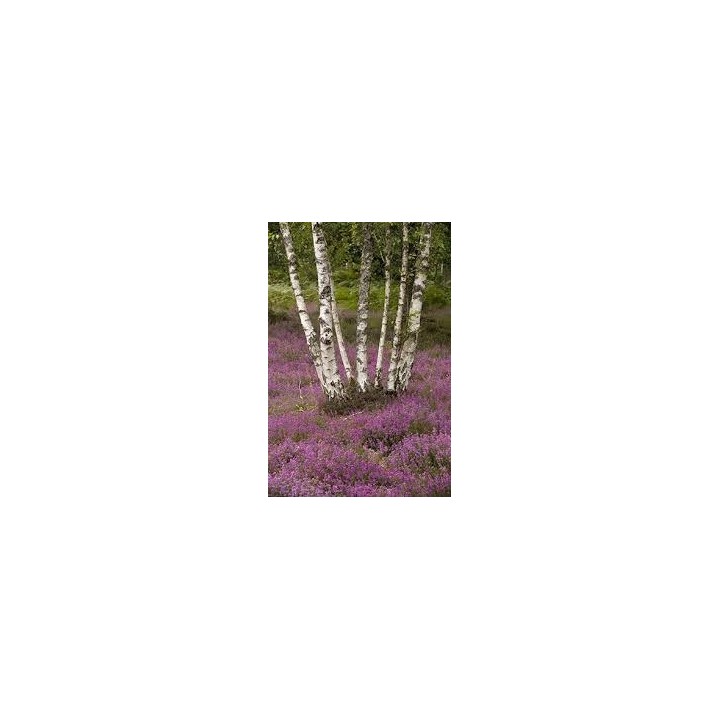 Brzoza brodawkowata 16-20 cm sadzonka drzewo 300-400 cm - SadzonkiDrzew.pl