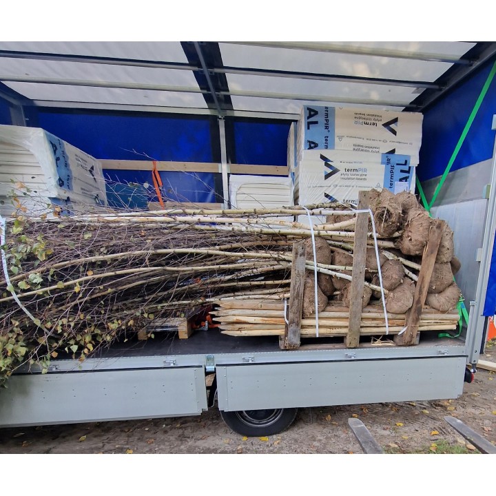 Brzoza brodawkowata (Betula pendula) 16–20 cm | Drzewo 300–400 cm — Sadzonka Premium