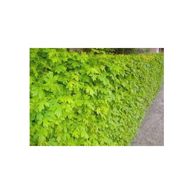 Klon polny – wytrzymałe i dekoracyjne drzewo do...