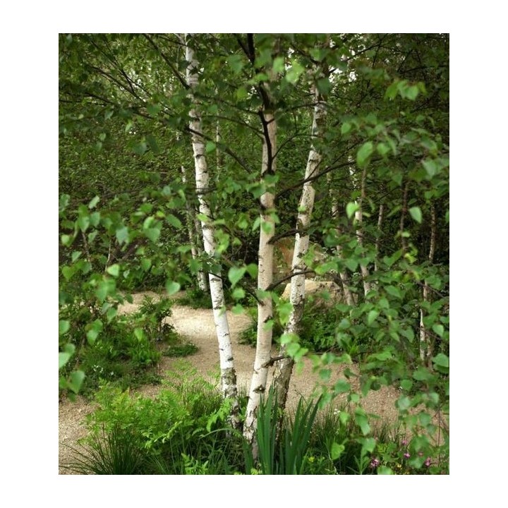 Brzoza pożyteczna 'Doorenbos' — Śnieżnobiały pień, sadzonka 70–100 cm (doniczka C2)