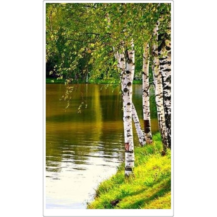 Brzoza brodawkowata (Betula pendula) 14-16 cm – okazałe drzewo 300-400 cm, gotowe do sadzenia