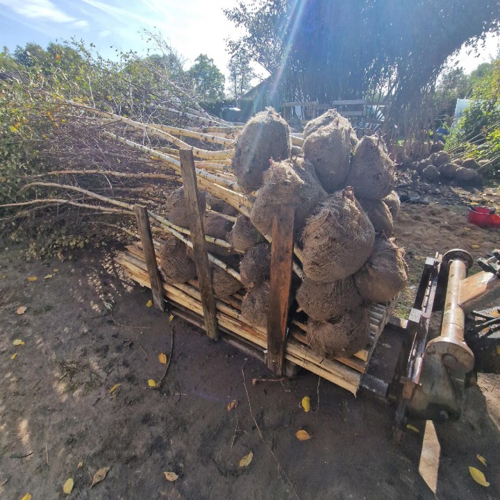 Brzoza brodawkowata (Betula pendula) 16–20 cm | Drzewo 300–400 cm — Sadzonka Premium