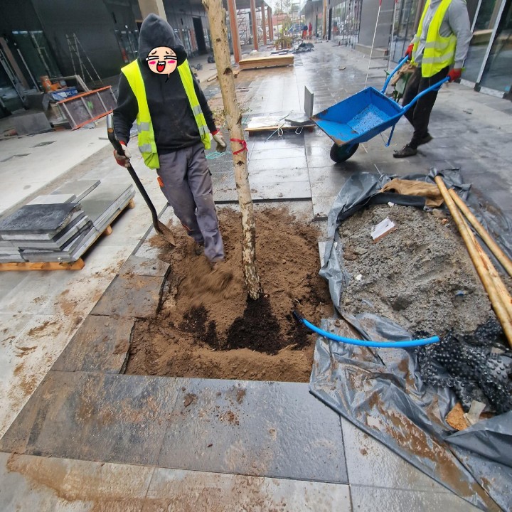 Brzoza brodawkowata (Betula pendula) 14-16 cm – okazałe drzewo 300-400 cm, gotowe do sadzenia