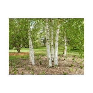 Brzoza brodawkowata Betula pendula 12–14 cm | Drzewo 300–400 cm – sadzonka profesjonalna