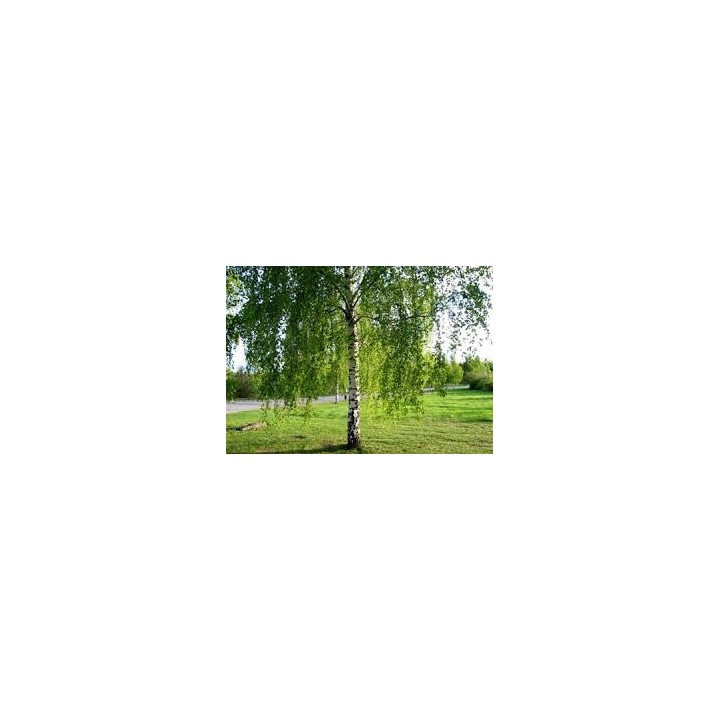 Brzoza brodawkowata 16-20 cm sadzonka drzewo 300-400 cm - SadzonkiDrzew.pl