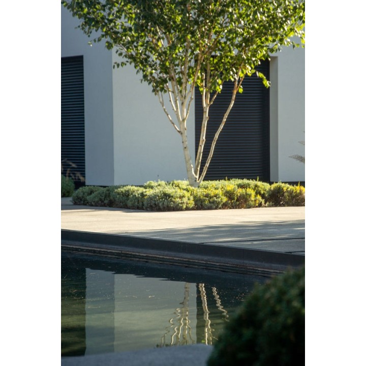 Brzoza pożyteczna 'Doorenbos' — Śnieżnobiały pień, sadzonka 70–100 cm (doniczka C2)