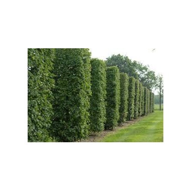 Klon polny – wytrzymałe i dekoracyjne drzewo do...