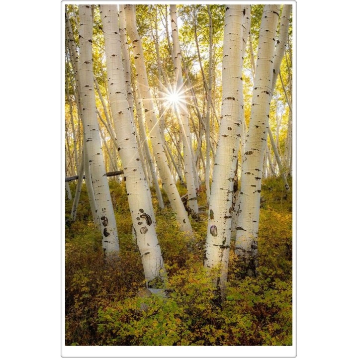 Okazała Brzoza Brodawkowata (Betula pendula) 300–400 cm | Obwód pnia 10–12 cm, goły korzeń