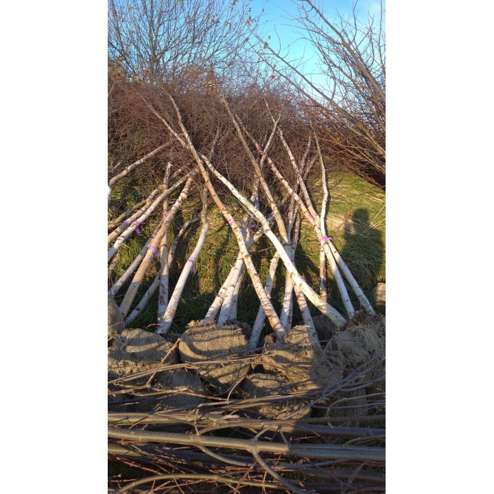 Brzoza brodawkowata (Betula pendula) 14-16 cm – okazałe drzewo 300-400 cm, gotowe do sadzenia